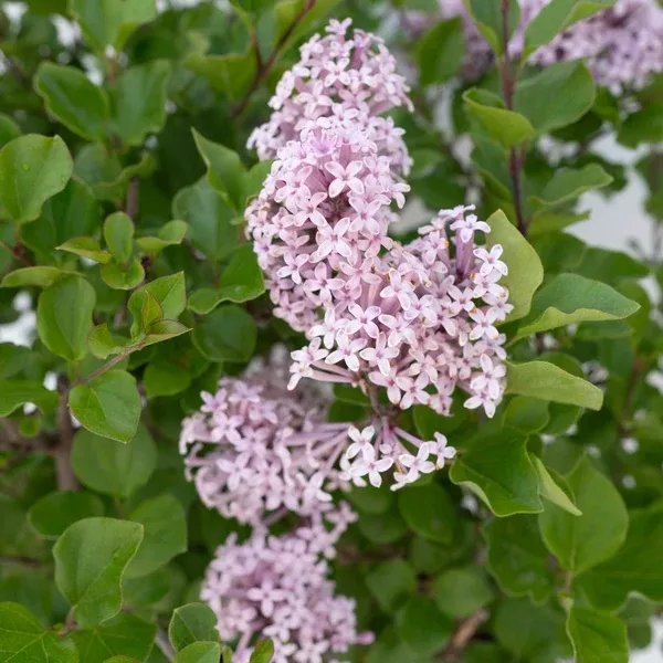 Dwarf Korean Lilac# 3 Container