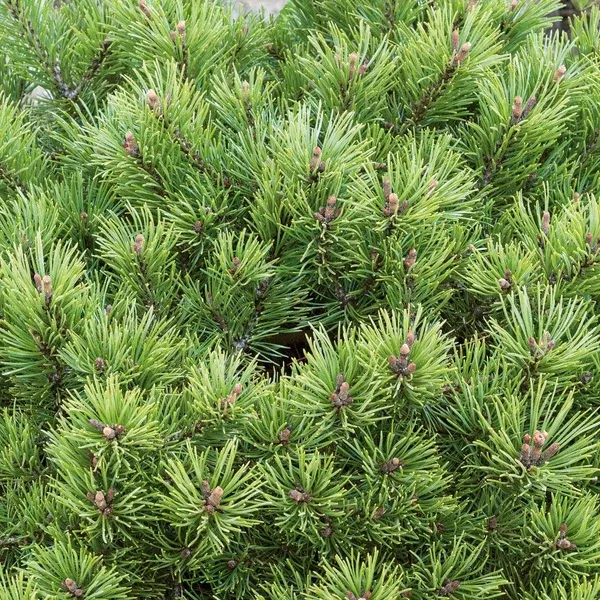 Dwarf Mugo Pine # 2 Container