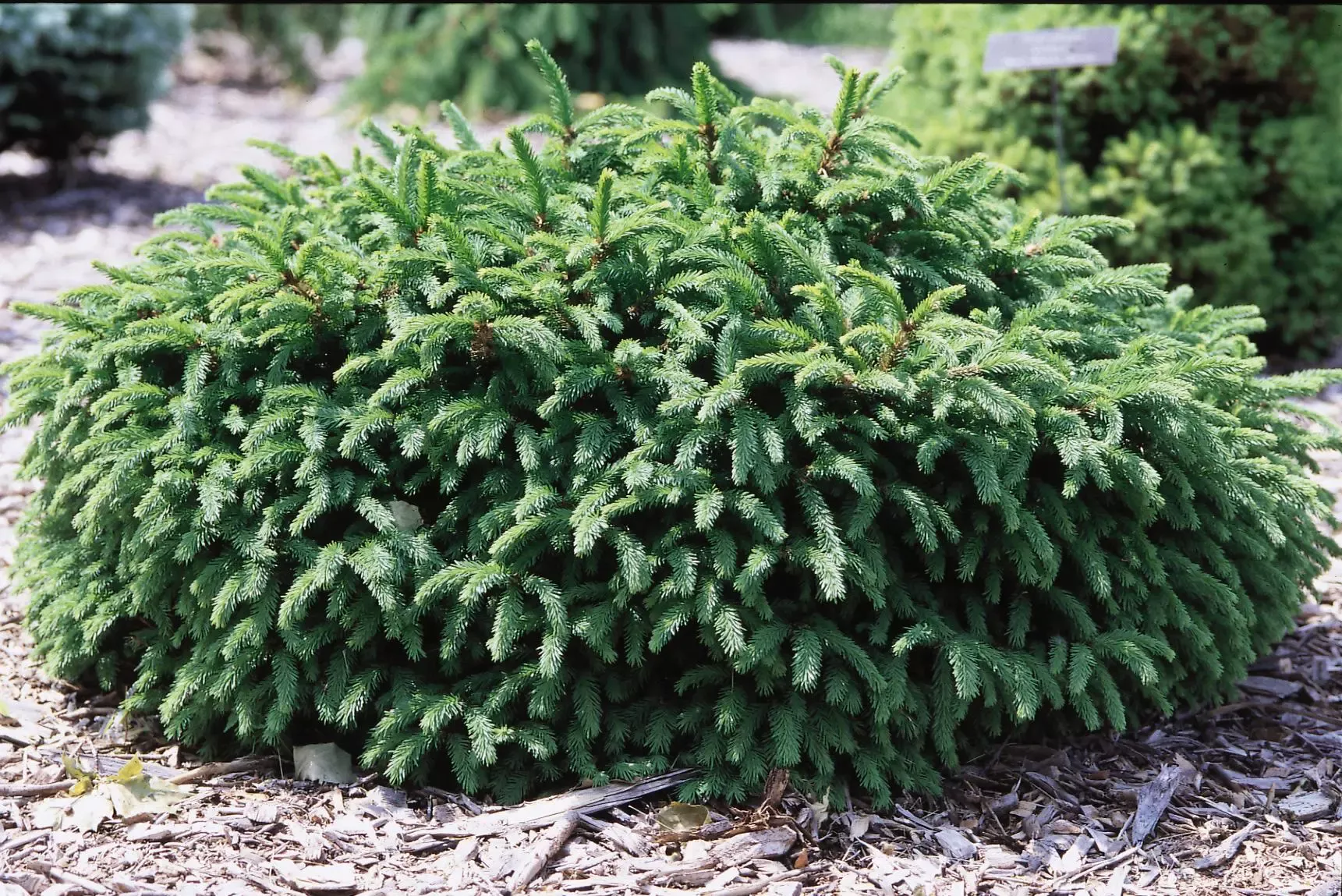 Dwarf Norway Spruce