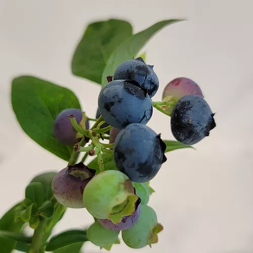 Earliblue Highbush Blueberry