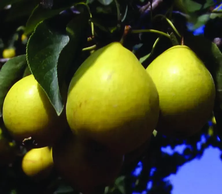 Early Gold Pear
