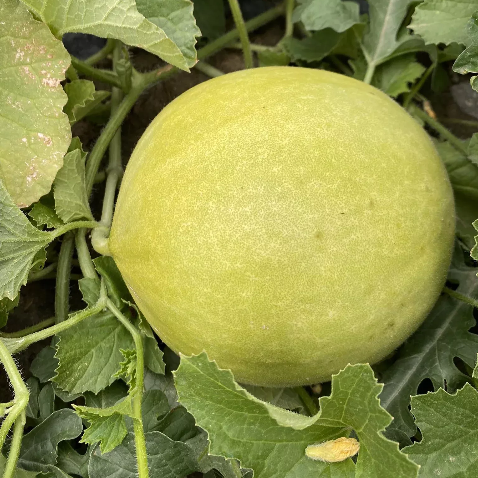 Early Honeymoon Honeydew