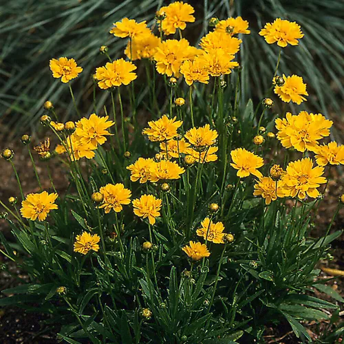 Early Sunrise Tickseed