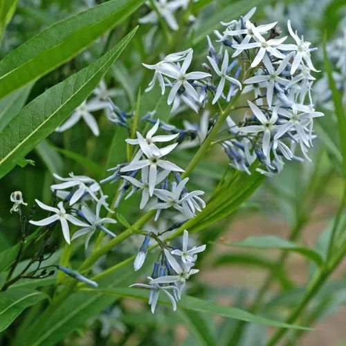 Eastern Bluestar