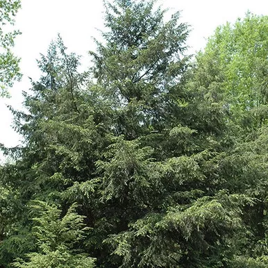 Eastern Hemlock