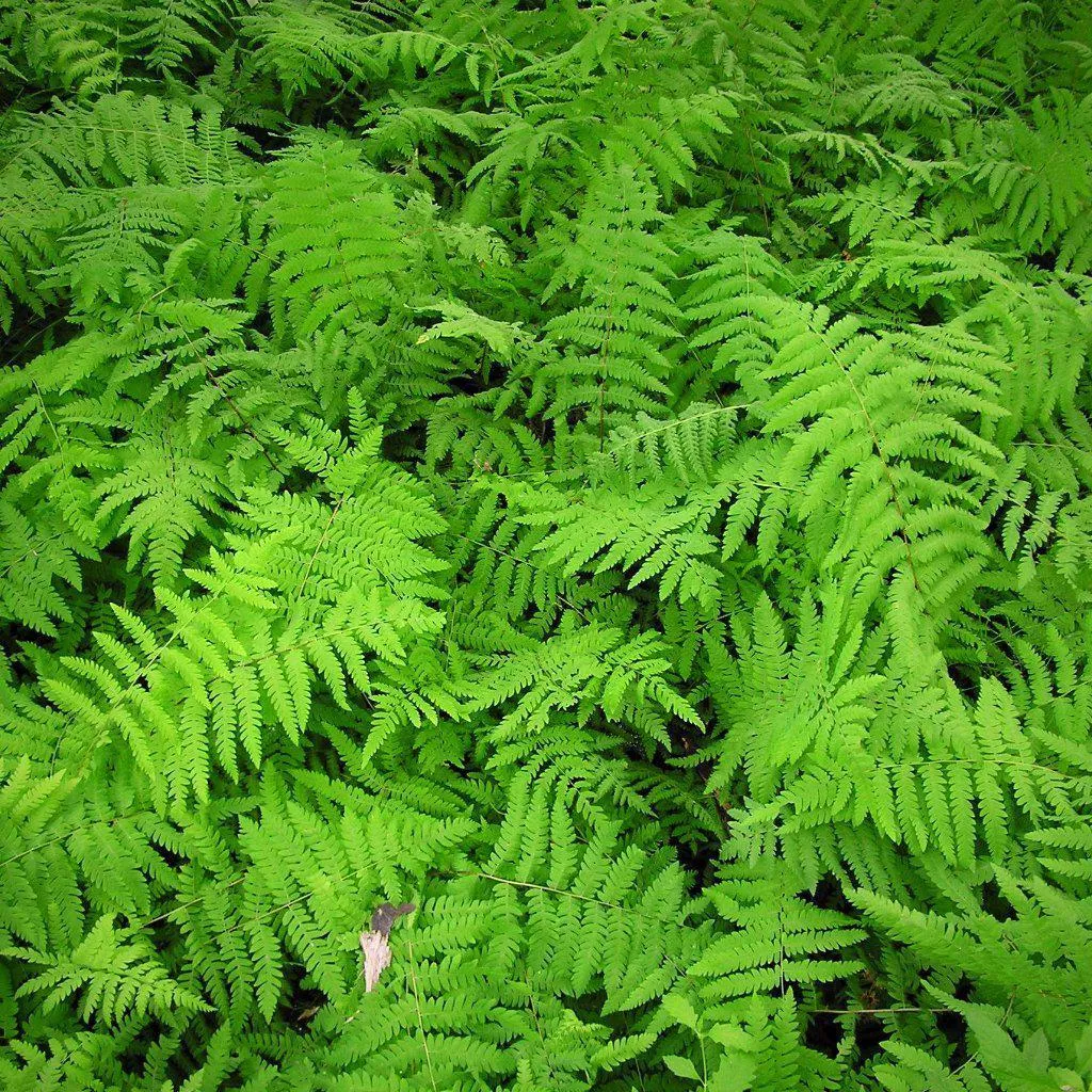 Eastern Marsh Fern
