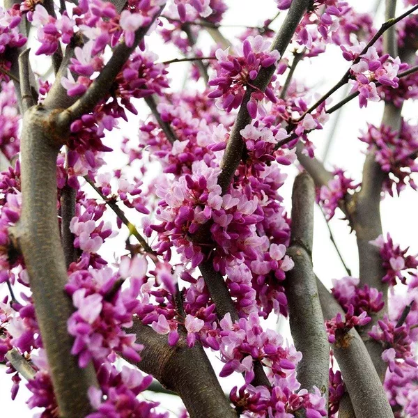 Eastern Redbud#15 Container