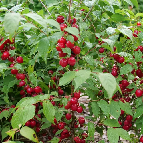Easy As Pie Bush Cherry