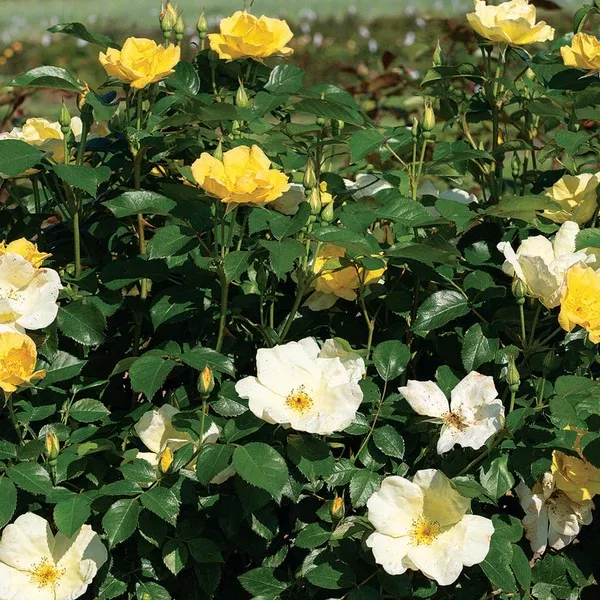Easy Bee-Zy Knock Out Shrub Rose