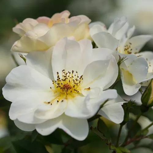 Easy Elegance Oscar Peterson™ Rose