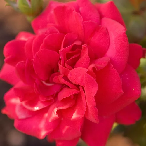 Easy Elegance Super Hero Rose