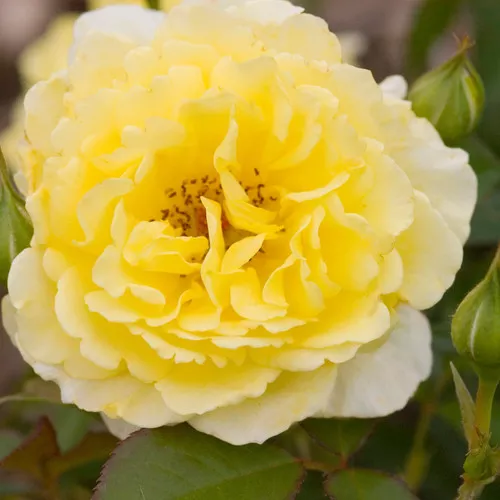 Easy Elegance Yellow Submarine Rose