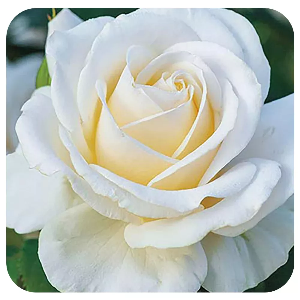 Easy Spirit™by Weeks Roses