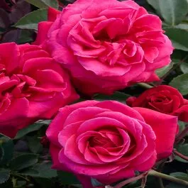 Eau De Parfum Bling Rose