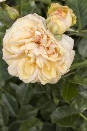 Eau De Parfum Bubbly Rose