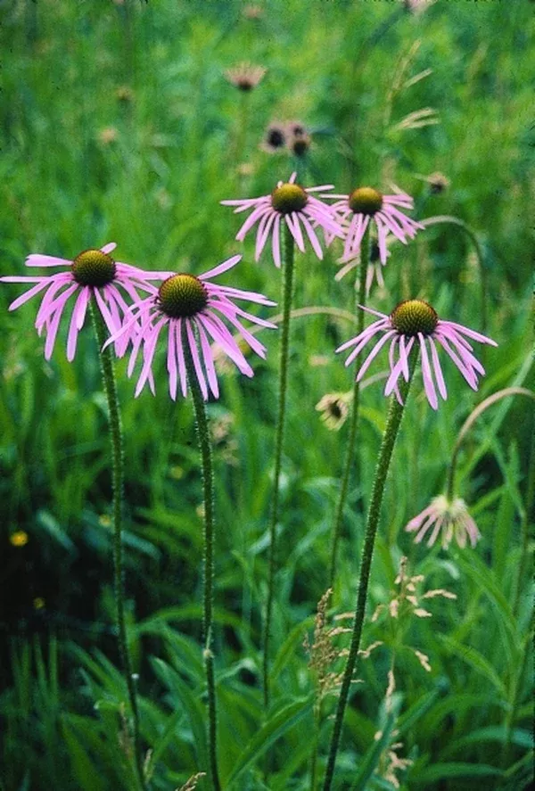 Echinacea angustifolia
