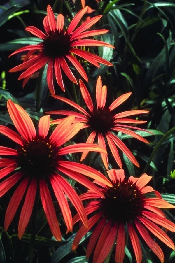 Echinacea 'Art's Pride' PP 15,090
