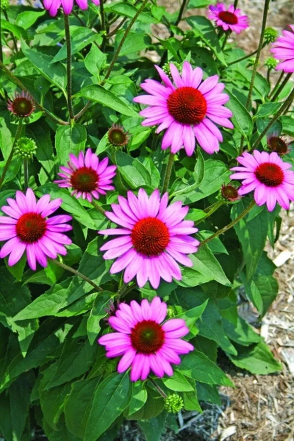 Echinacea 'Elton Knight' PP 18,133