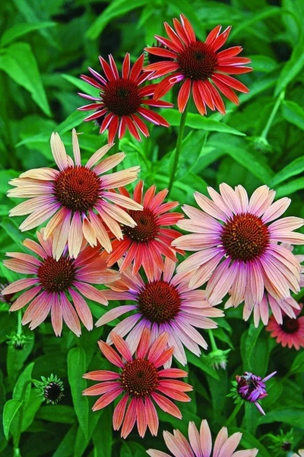 Echinacea 'Evan Saul' PP 17,659
