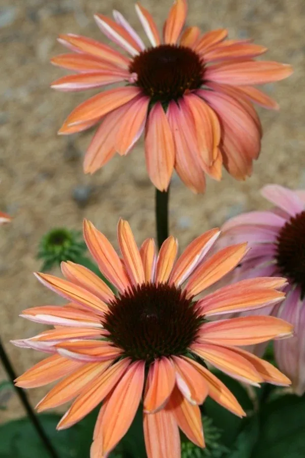 Echinacea 'Katie Saul' PP 18,783