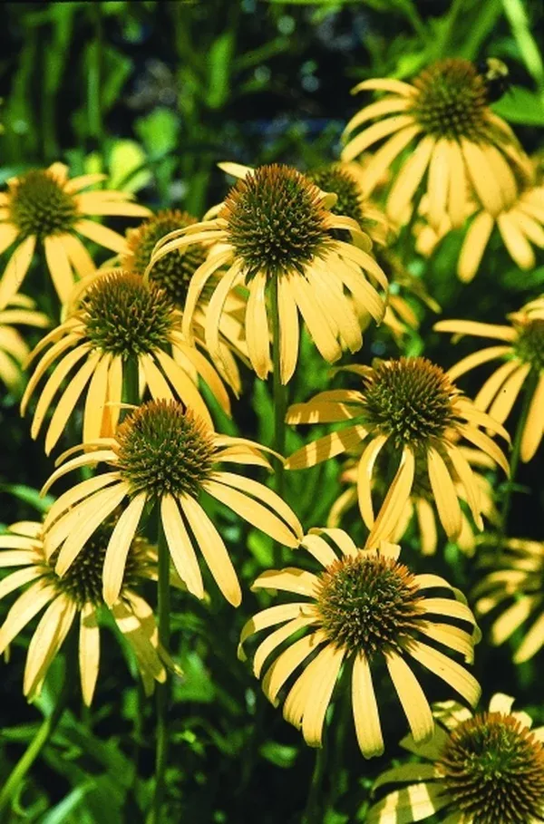 Echinacea 'Mango Meadowbrite' PP 16,636