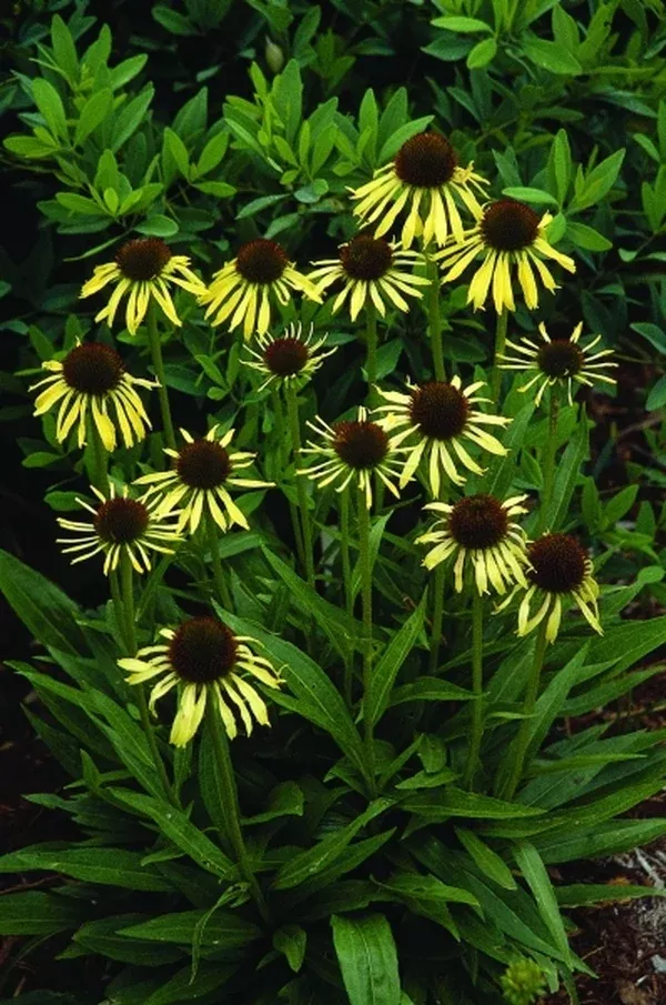 Echinacea 'Paranoia' PP 16,587