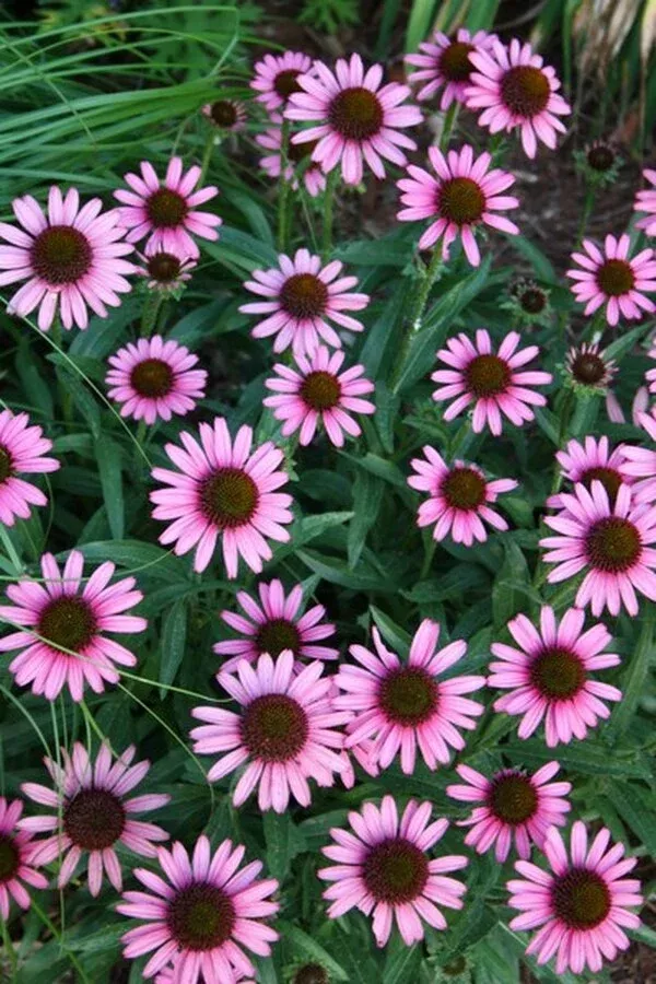 Echinacea 'Pixie Meadowbrite' PP 18,546