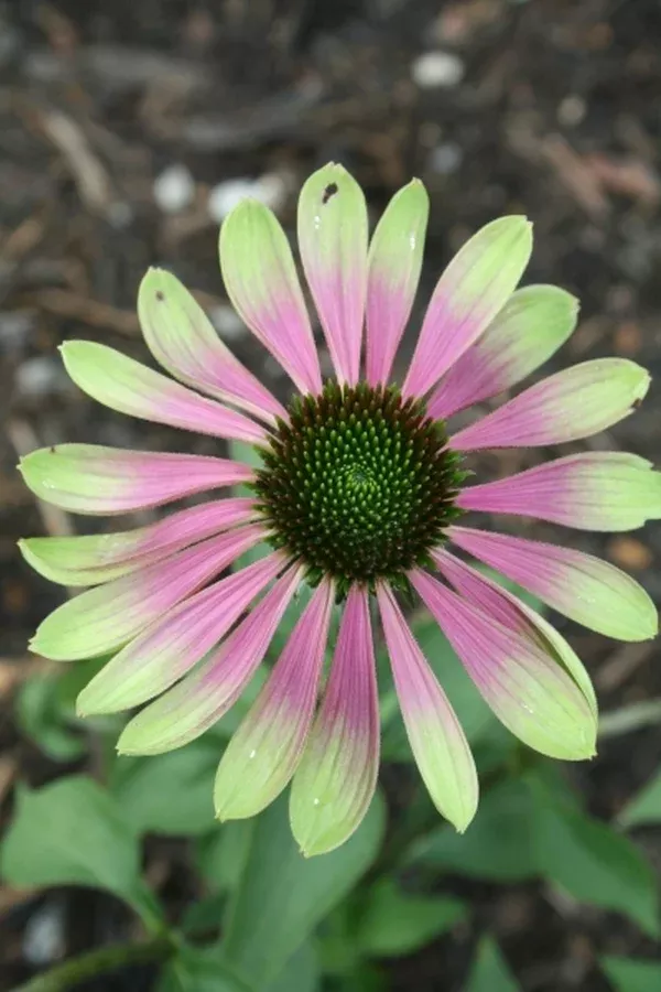Echinacea purpurea 'Green Envy'