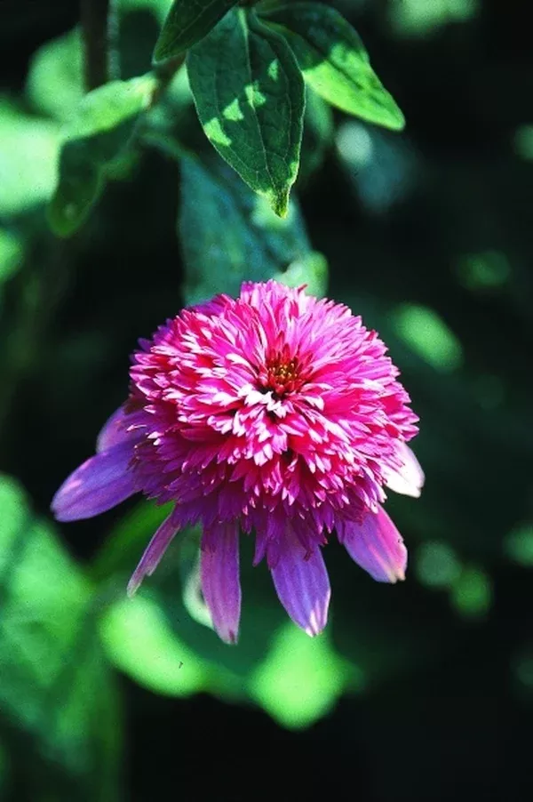 Echinacea purpurea 'Razzmatazz' PP 13,894