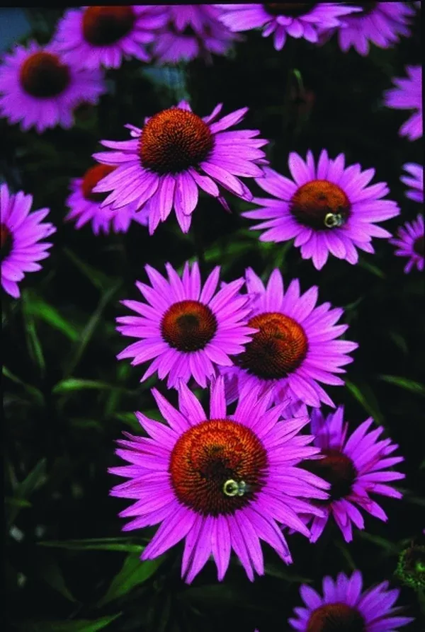 Echinacea purpurea 'Ruby Giant'