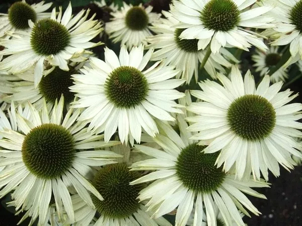 Echinacea purpurea 'Virgin' PP 186,84