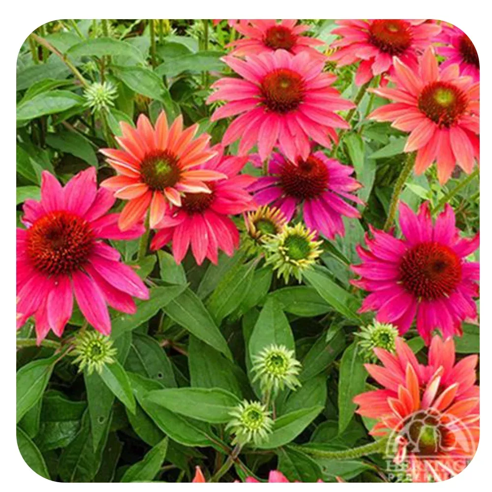 Echinacea Sombrero Tres Amigos