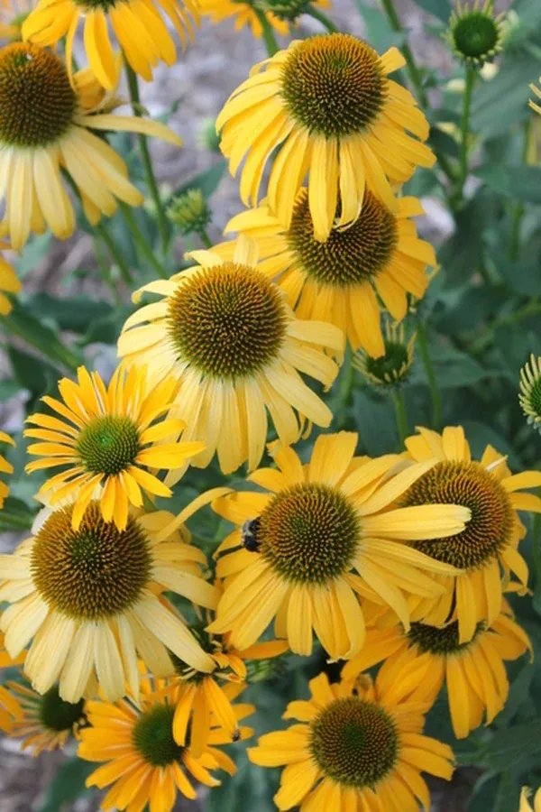 Echinacea 'Sunbird' PP 24,802
