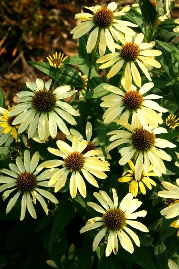 Echinacea 'Sunrise' PP 16,235