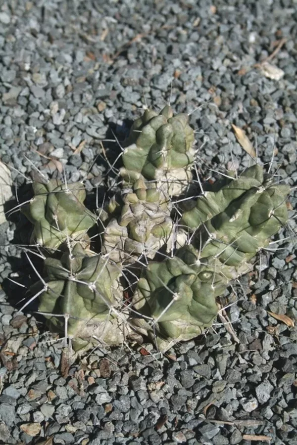 Echinocereus triglochidiatus Alpine TX Form