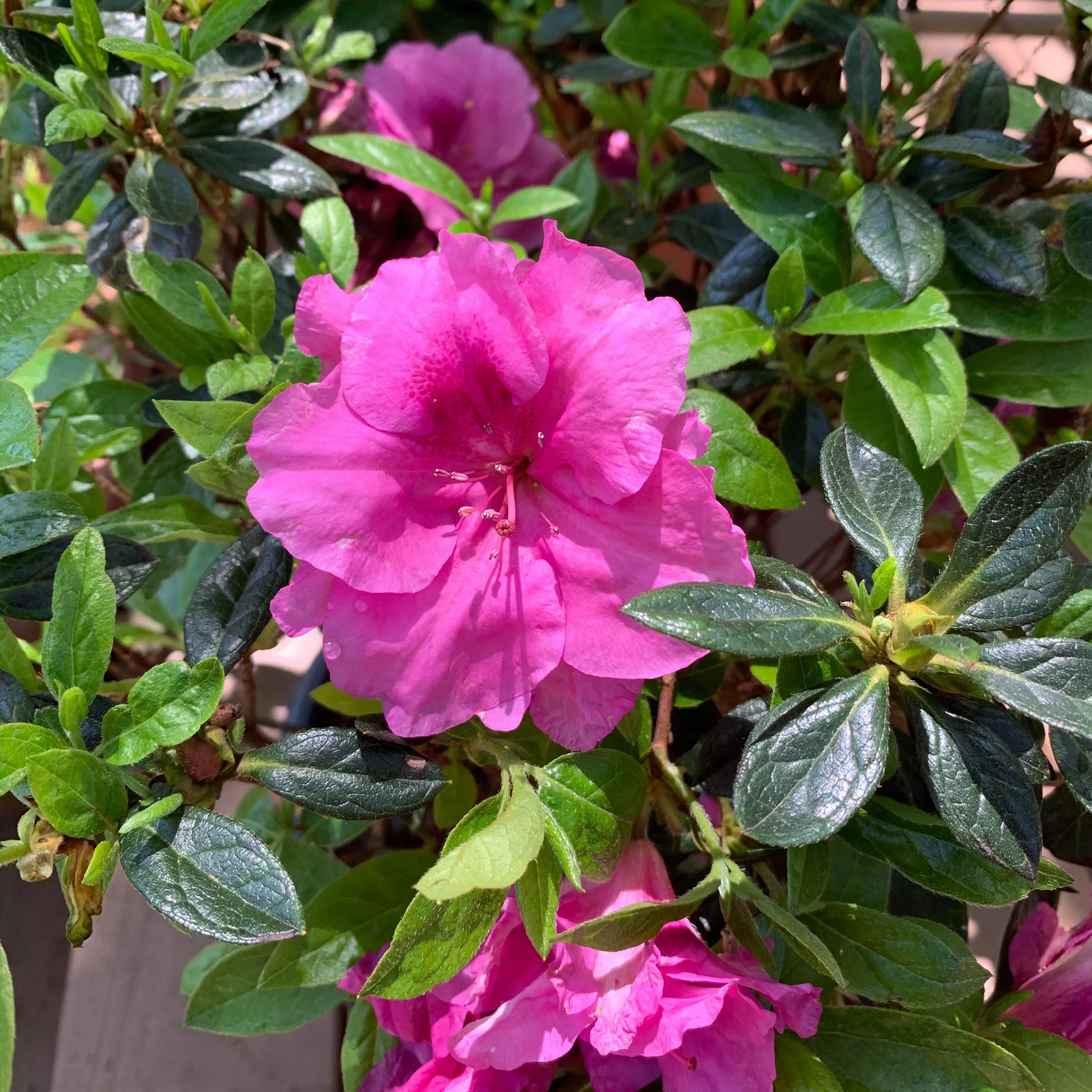 Echo Purple Fusion Azalea
