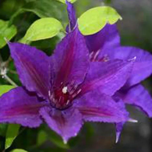 Edda™ Clematis