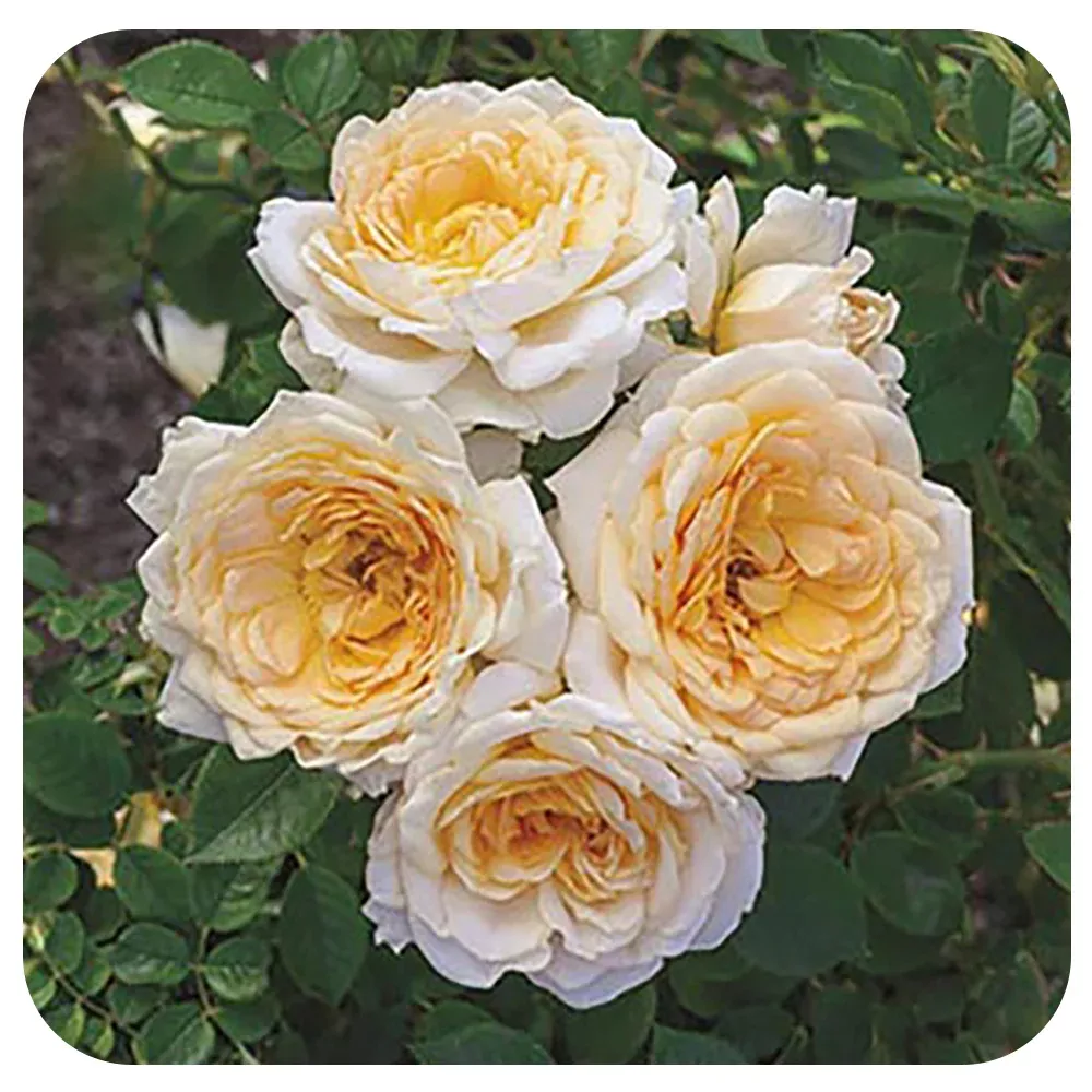 Edith's Darling™by Weeks Roses