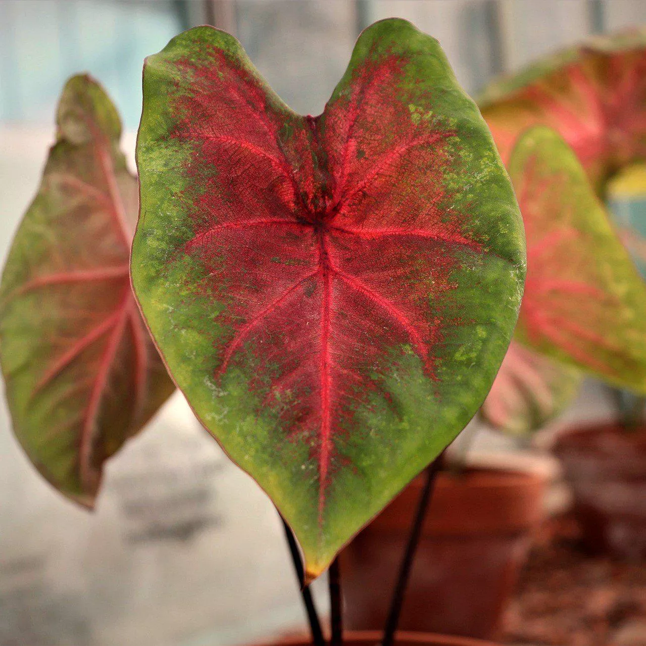 Elephant Ears, Heart of Jesus
