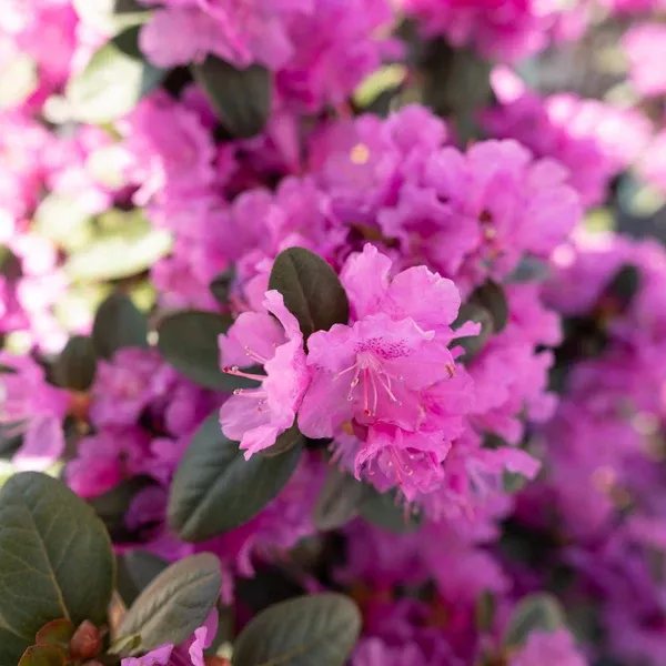 Elite PJM Rhododendron