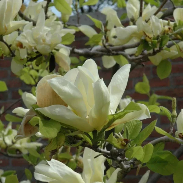 Elizabeth Cucumbertree Magnolia