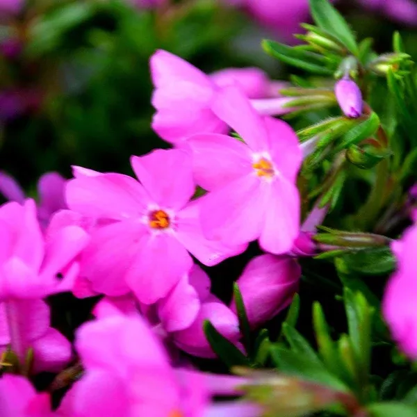 Emerald Pink Creeping Phlox# 1 Container