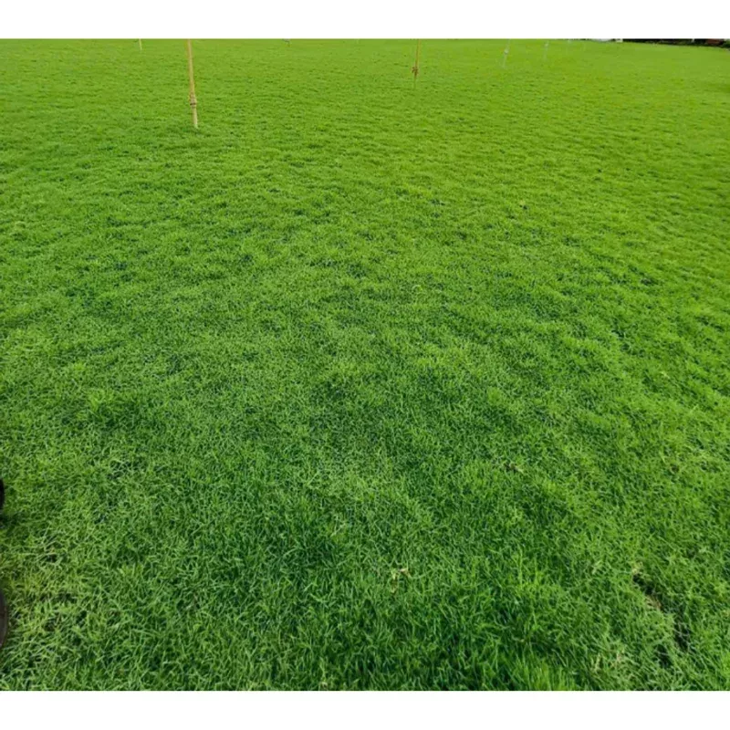 Emerald Zoysia Grass Seeds for Lawn – 1/4 Lb Pack – Warm Season Lawn Seeds