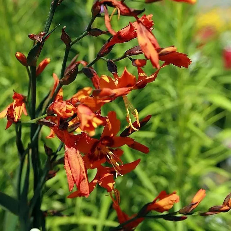 Emily Mckenzie Crocosmia