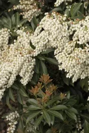 Enchanted Forest Collection River Run™ Pieris