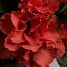 Encore Autumn Embers™ Azalea