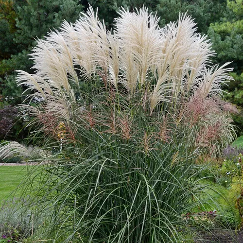 Encore Ornamental Grass