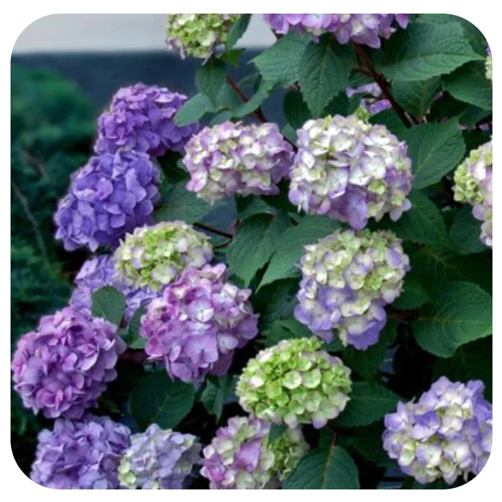 Endless Summer Hydrangea 'Bloomstruck'