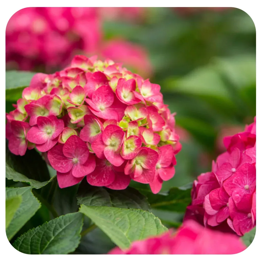 Endless Summer Hydrangea 'Summer Crush'