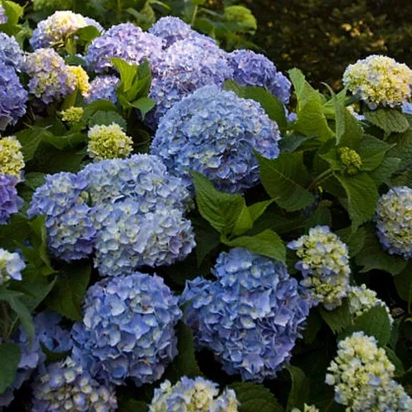 Endless Summer The Original Hydrangea